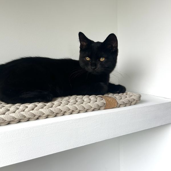 Bowie