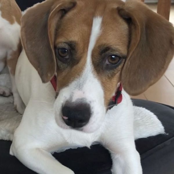 Bella