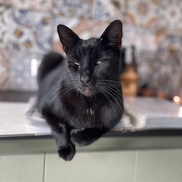 Loki