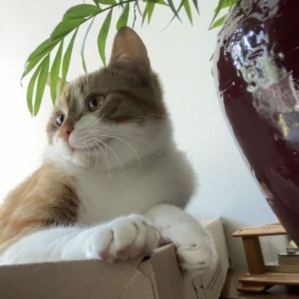 Dali