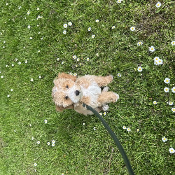 Lowie