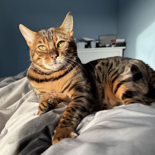Rambo