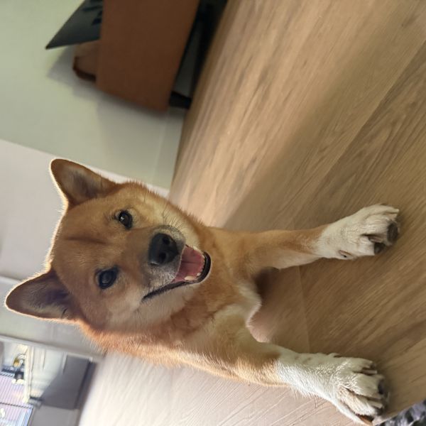 Lio