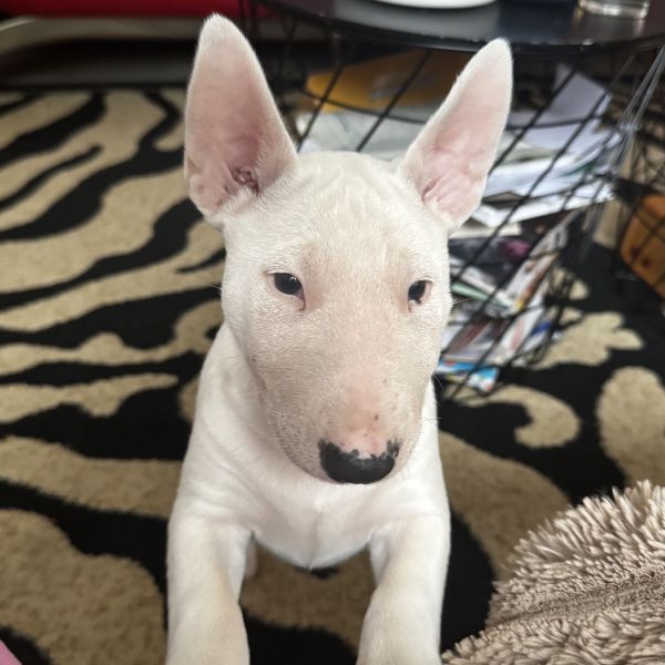 Boris