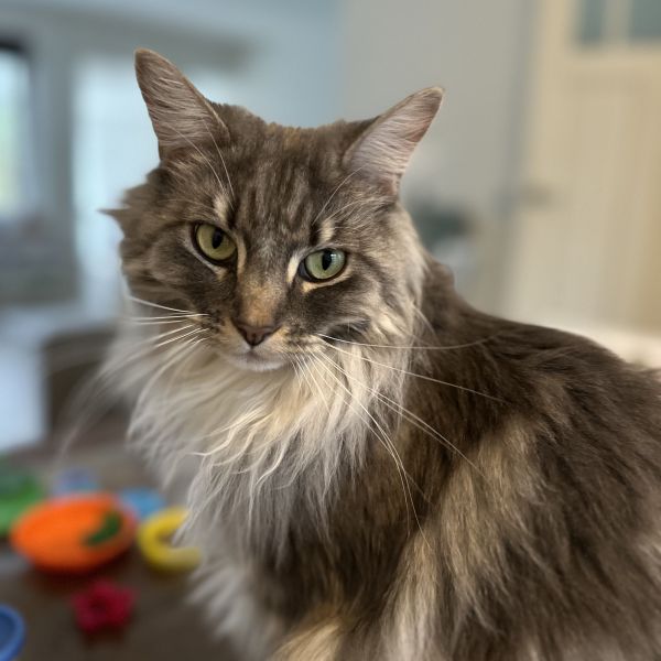 Pip