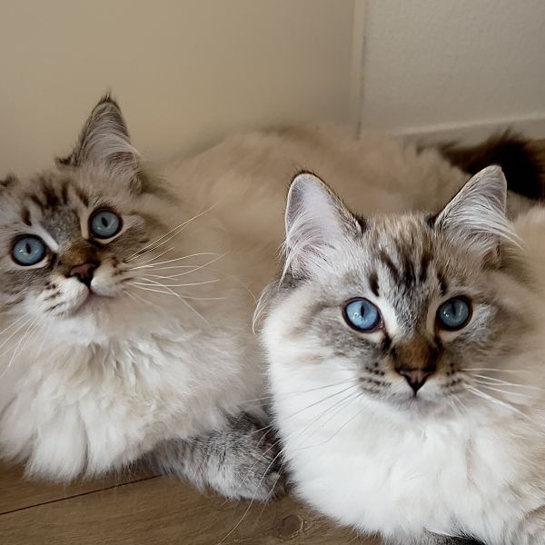 Blue &amp; Skye