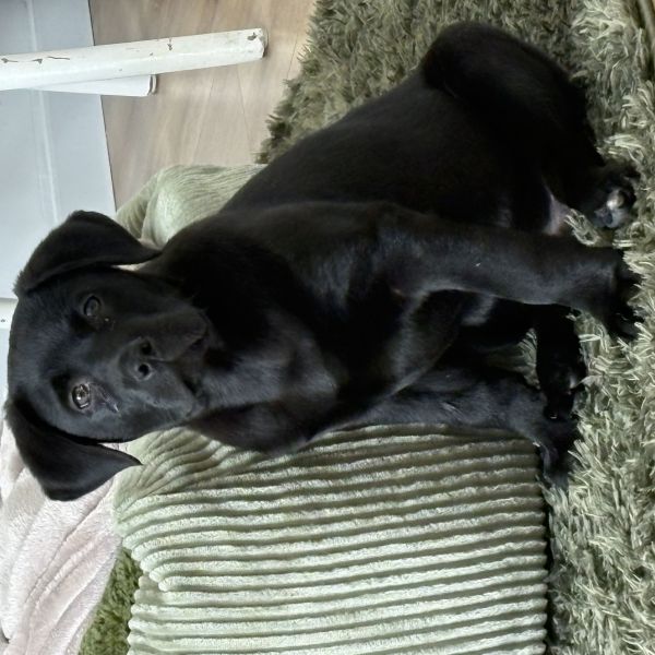 Oliver