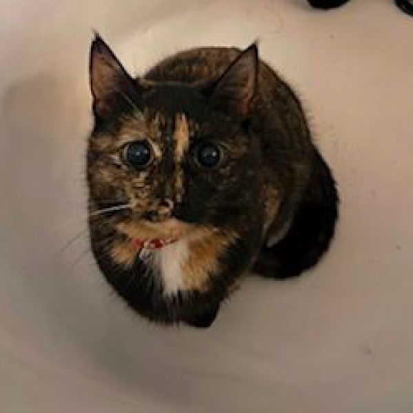 Lola