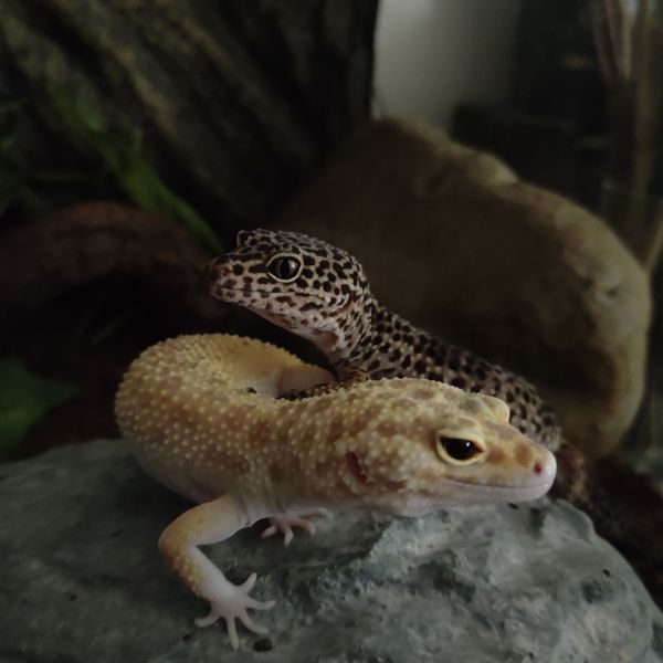 Lexi / Pepper