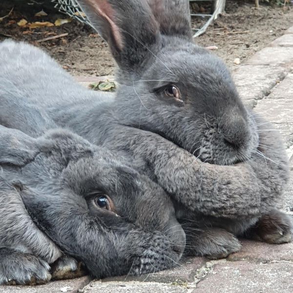 Joep &amp; Bobine