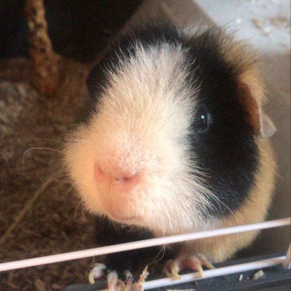 Johan