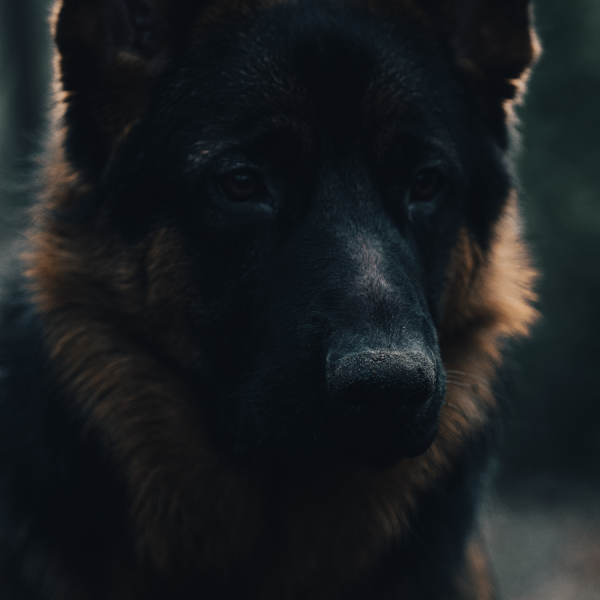 Bodhi