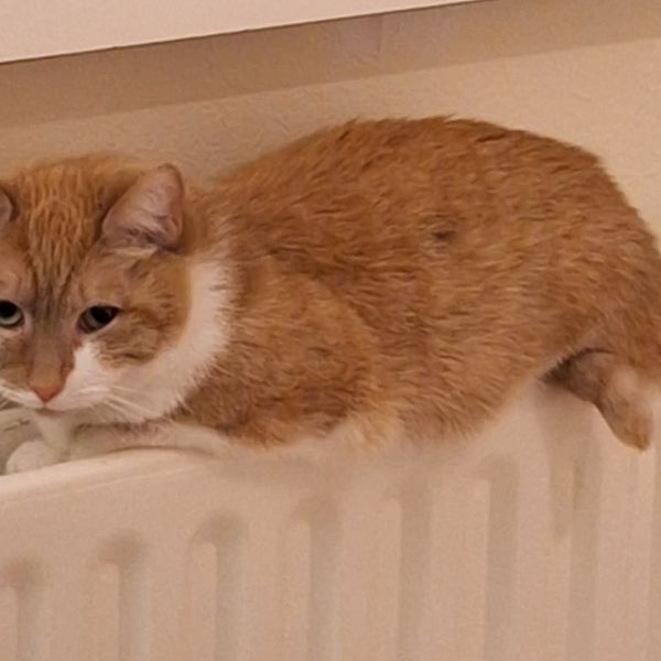 Jetje