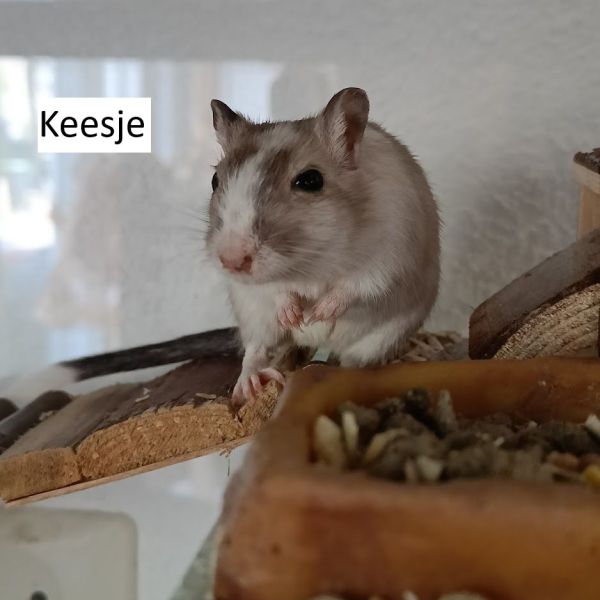Keesje