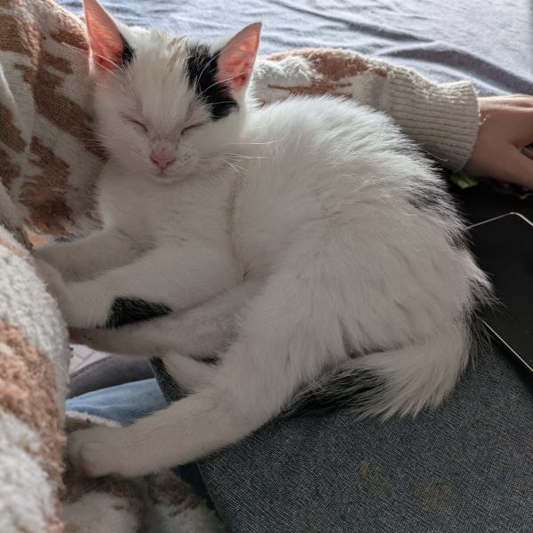 Kitty