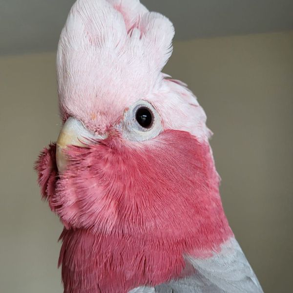 Koko