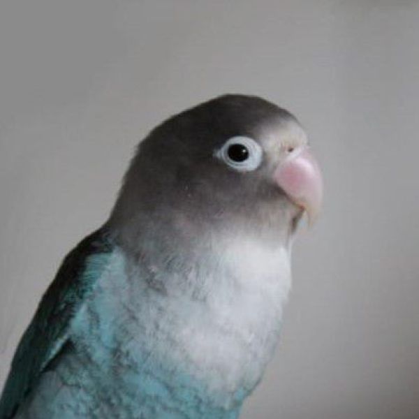 Lilo