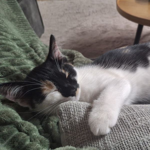 Lilo
