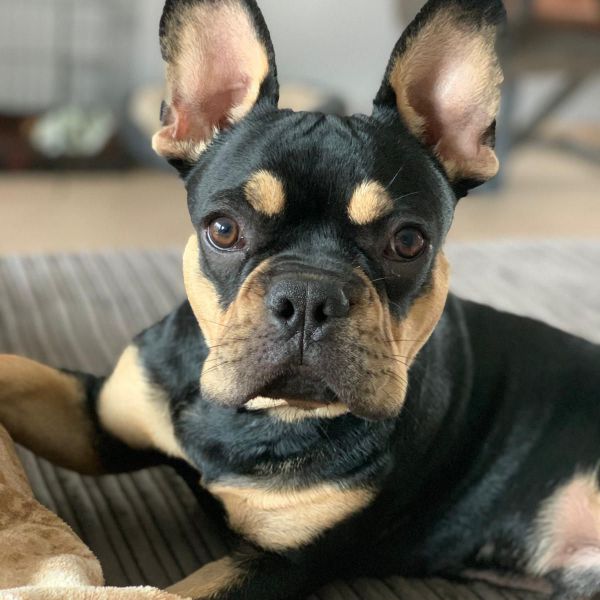 Loki