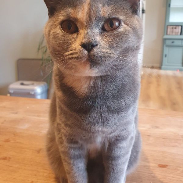 Luna