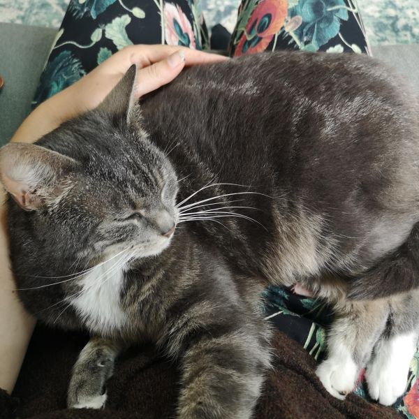 Meeko
