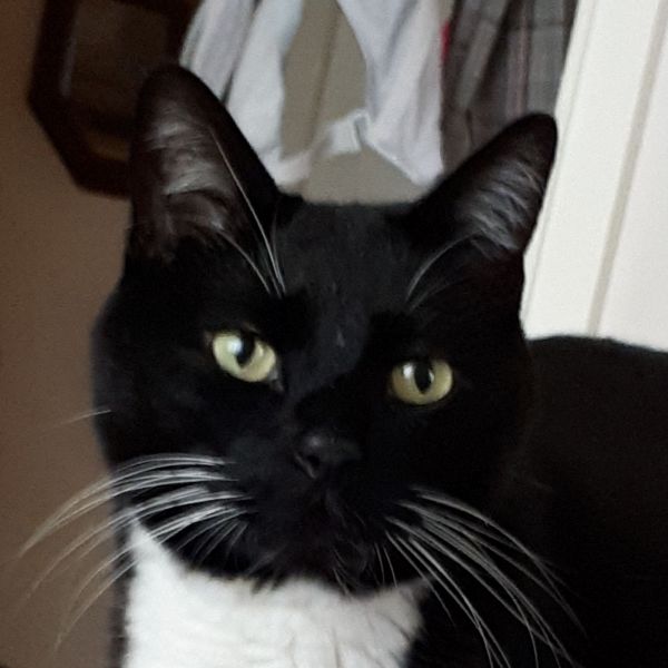 Mowgli