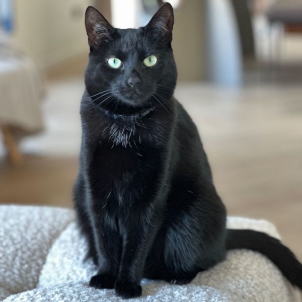 Nala