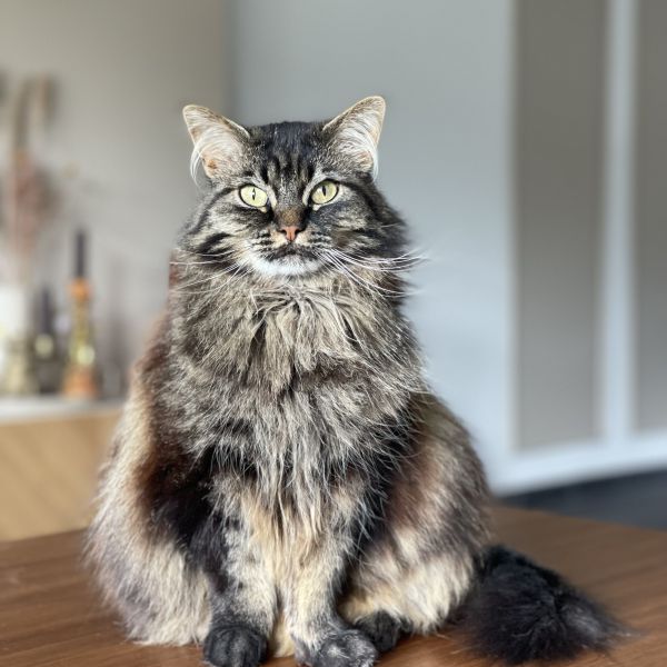 Nala