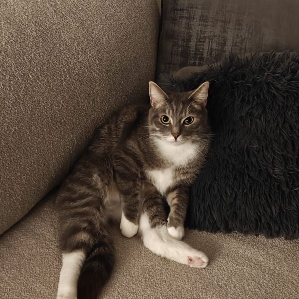 Odin