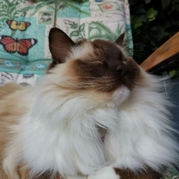 Ollie