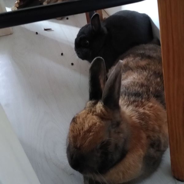 Olmie en Bella