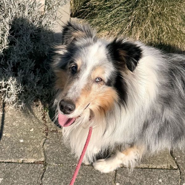 Oskar (overleden)