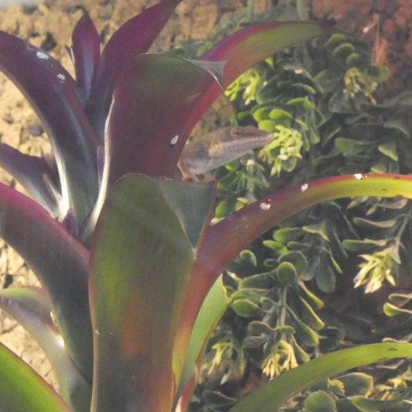 Anolis