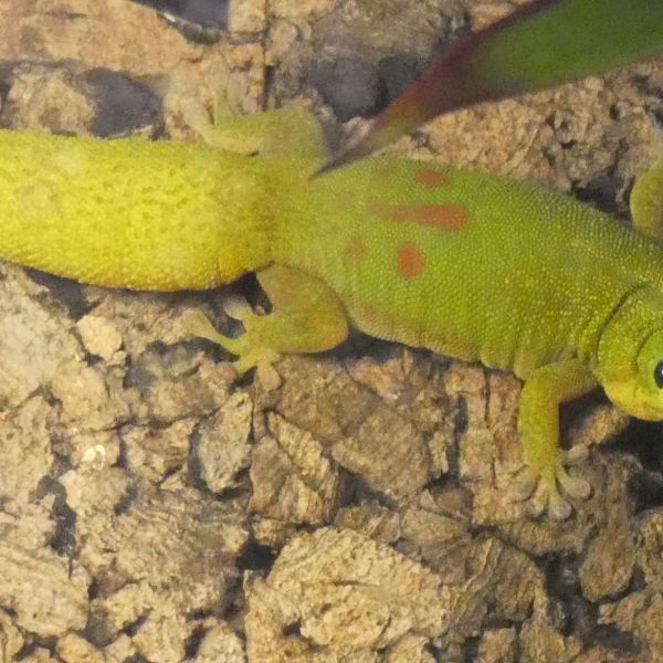 Gecko