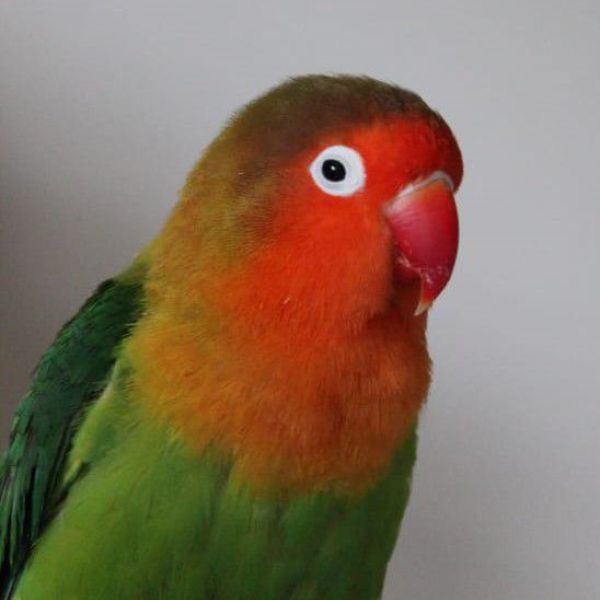 Paco