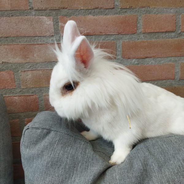 Panchi