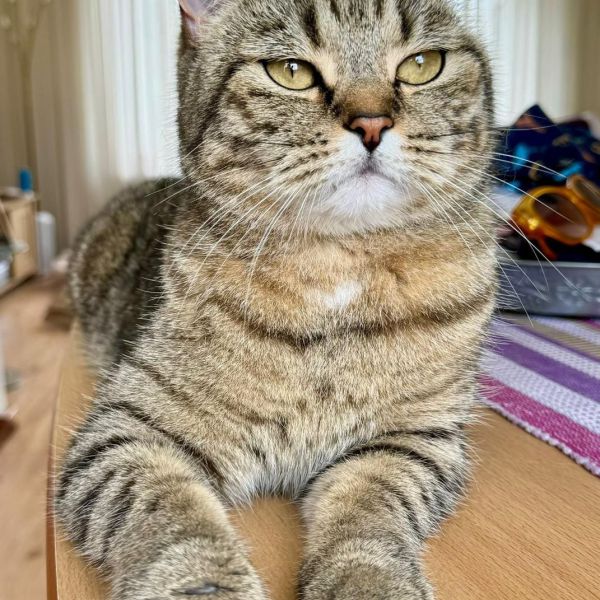 Pasha