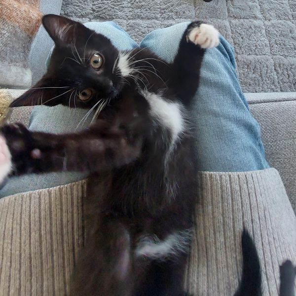 Pip