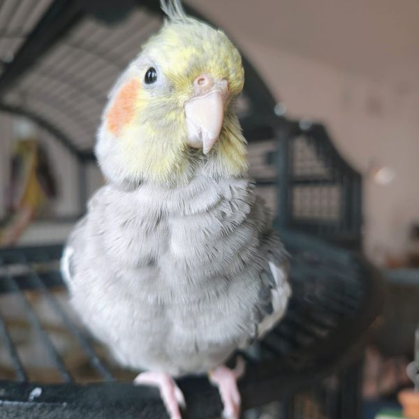 Pip
