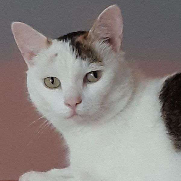 Floortje