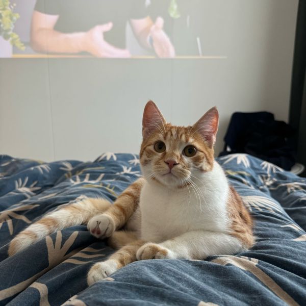 Oscar