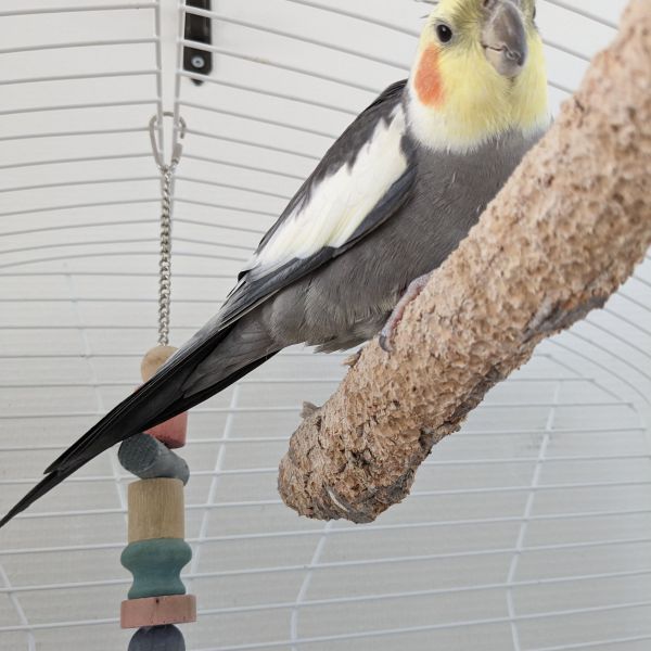 Chico