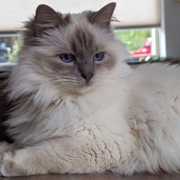 Bibi