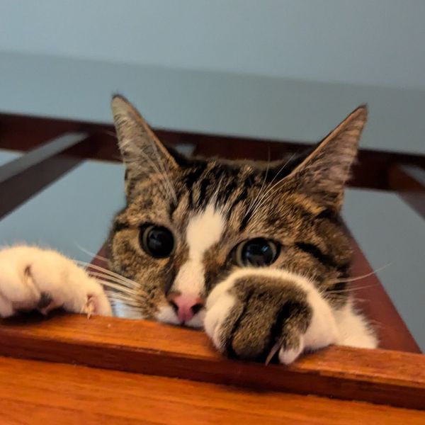 Poes