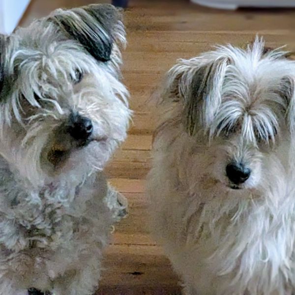 Gita en Luna