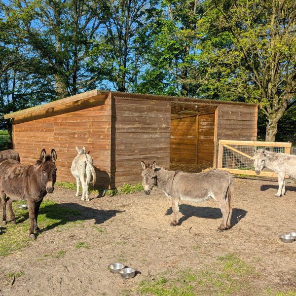 Joep, Christa, Bas, Nono, Silver