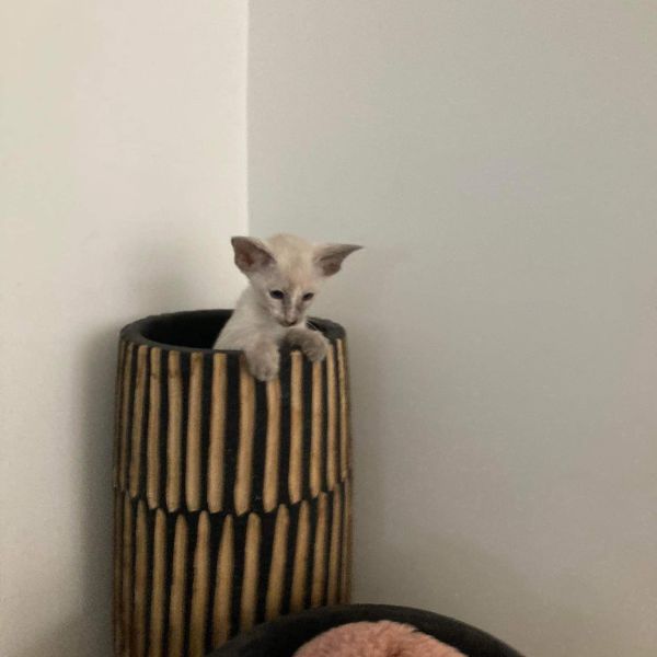 Sofie