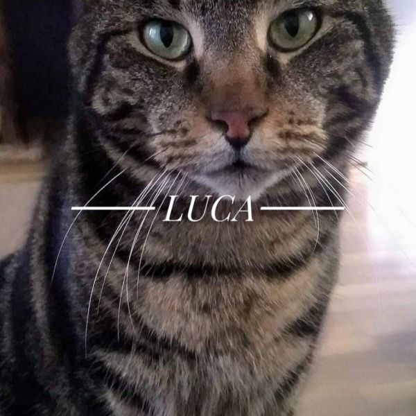 Luca