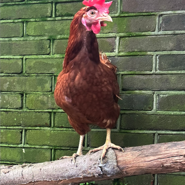 Lucy
