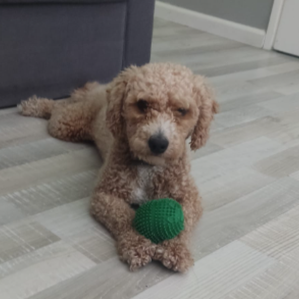 Bobbie